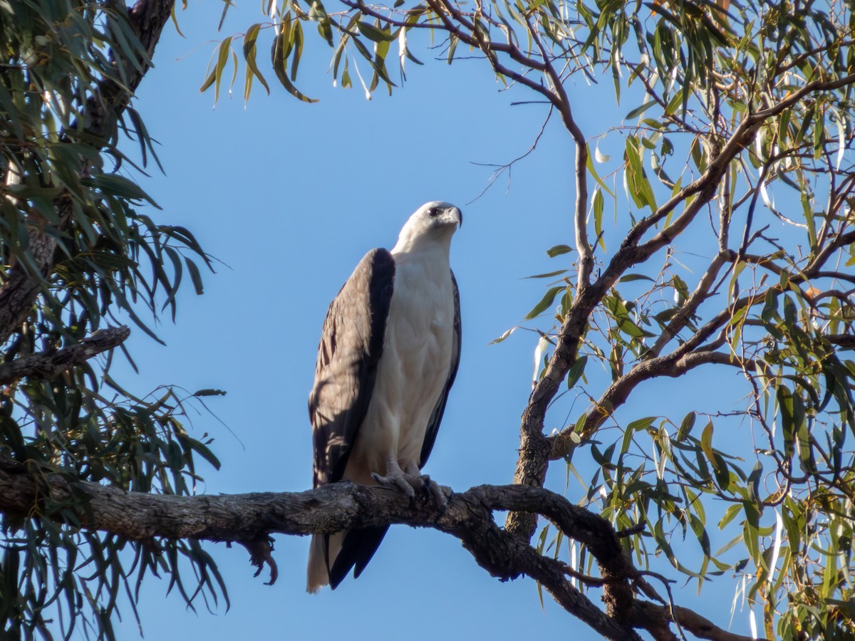 Pygargue blagre - ML644462644