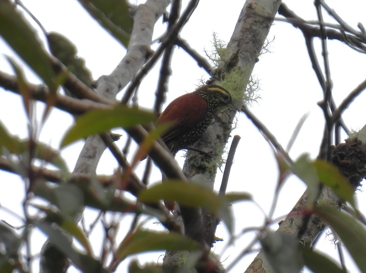 Pearled Treerunner - ML644462646