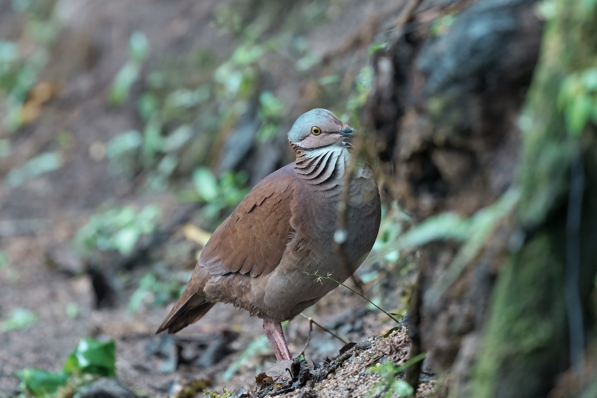White-throated Quail-Dove - ML644462650