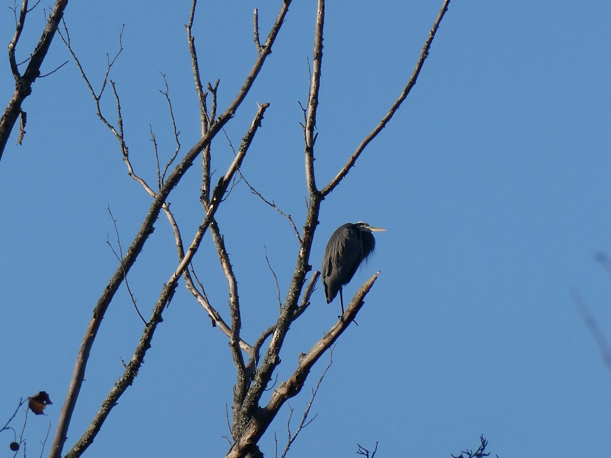 Great Blue Heron - ML644462655