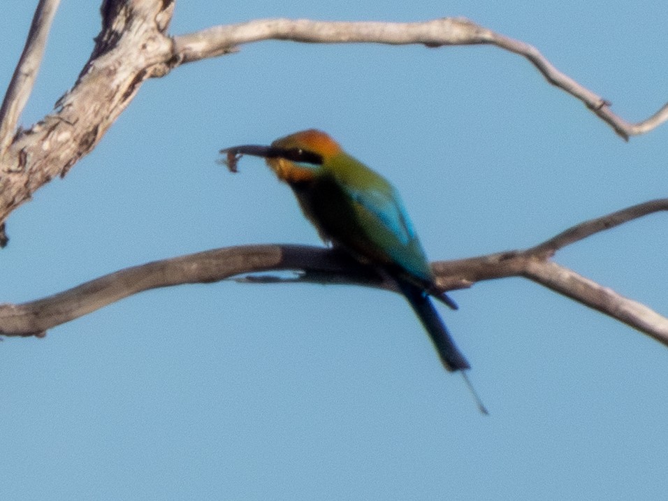 Радужная щурка - ML644462657