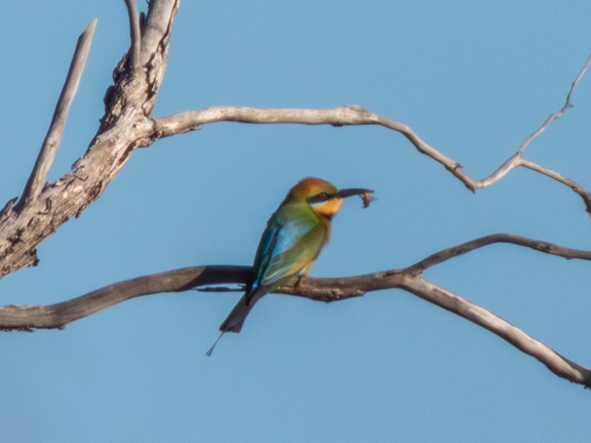 Радужная щурка - ML644462658