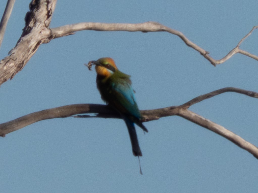 Радужная щурка - ML644462659