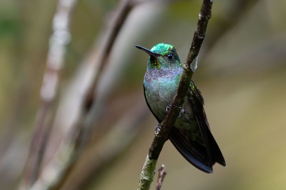 エメラルドハチドリ - ML644462667