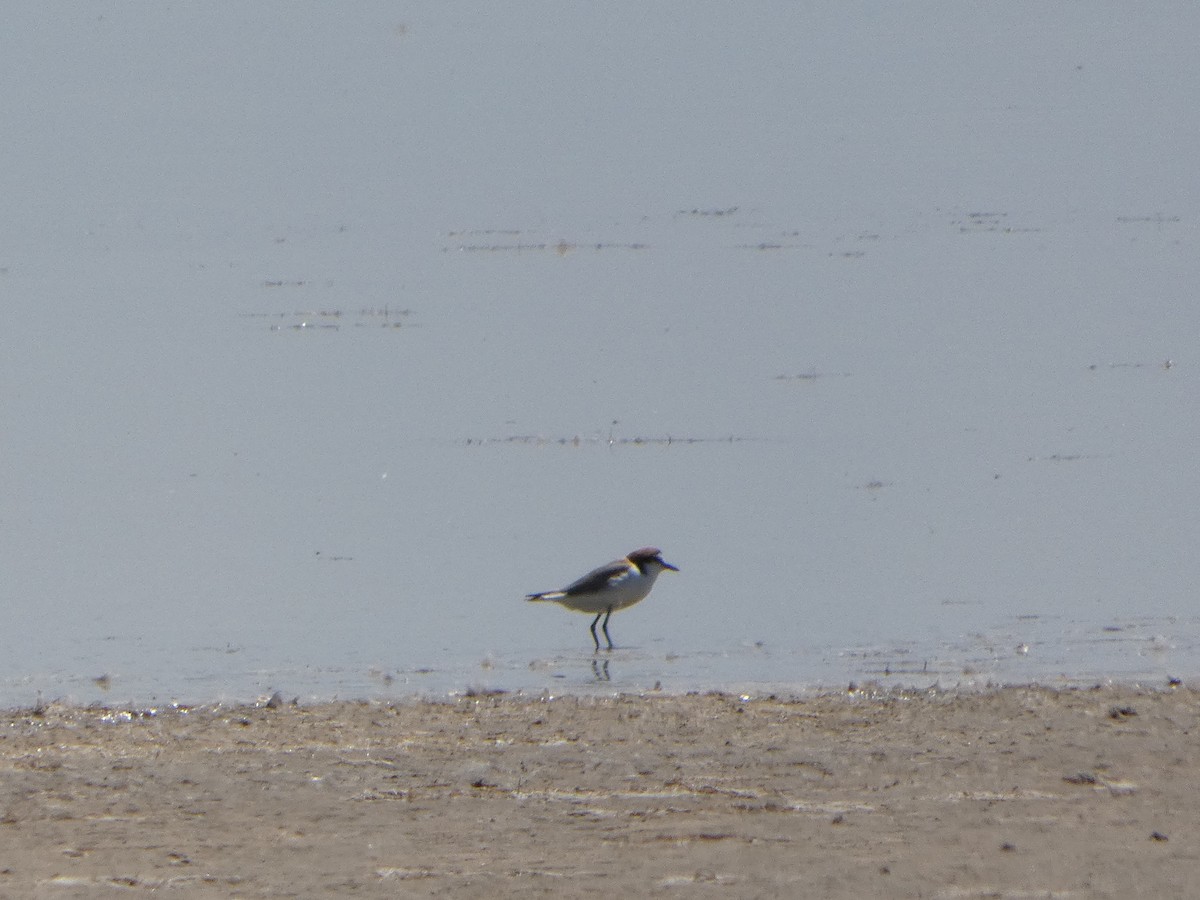 Red-capped Plover - ML644462671