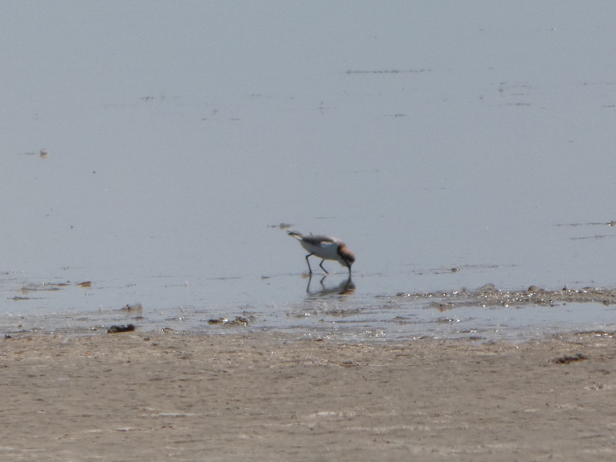 Red-capped Plover - ML644462672