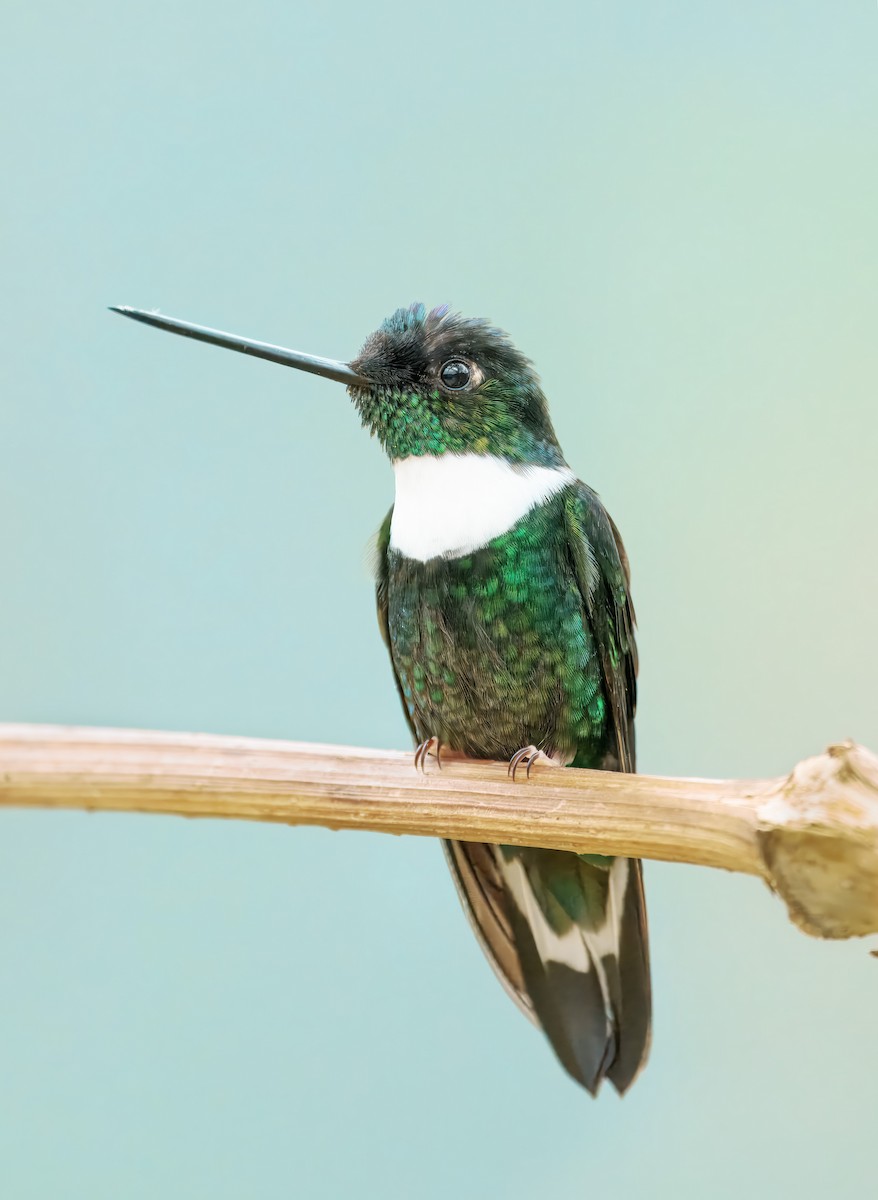 Collared Inca - ML644462682