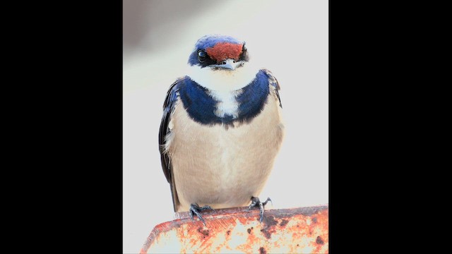 White-throated Swallow - ML644462687