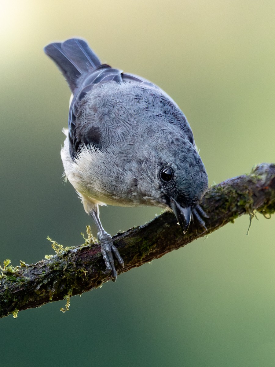 Plain-colored Tanager - ML644462688