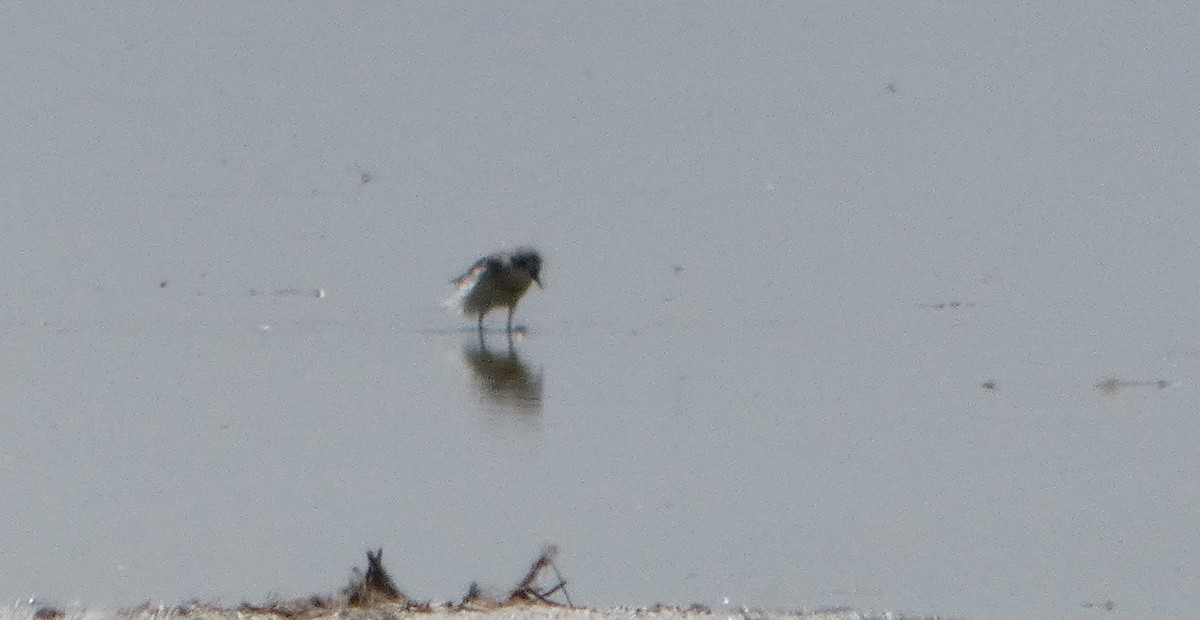 Сүүл элсэг - ML644462692