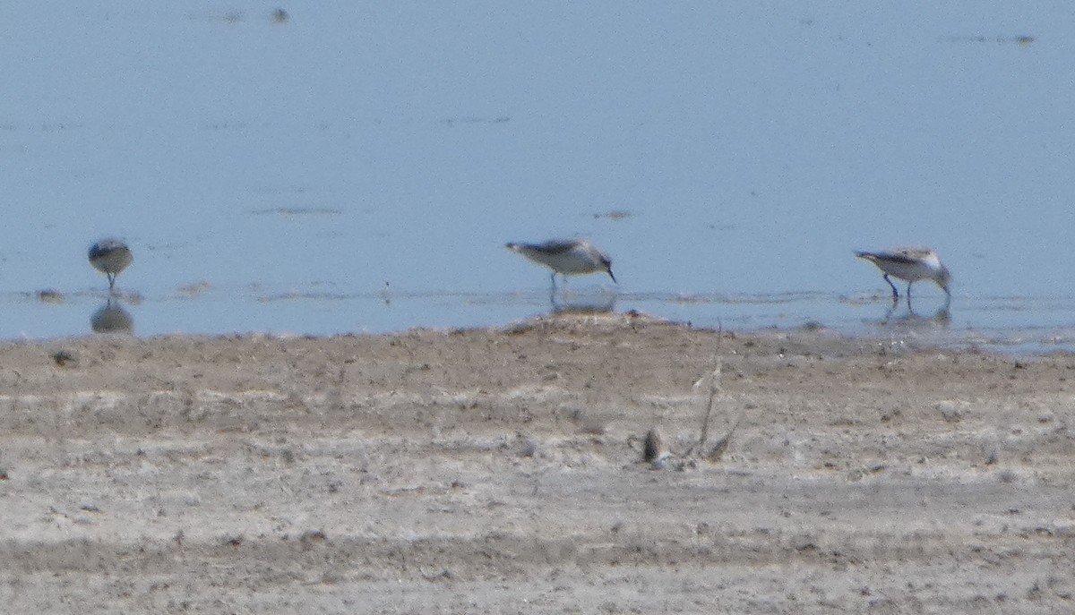 Сүүл элсэг - ML644462694