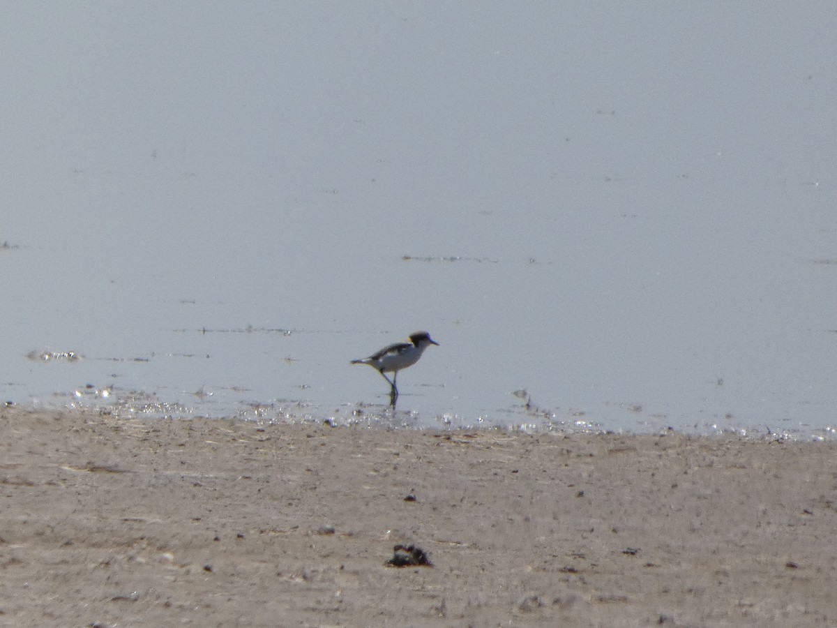 Сүүл элсэг - ML644462698