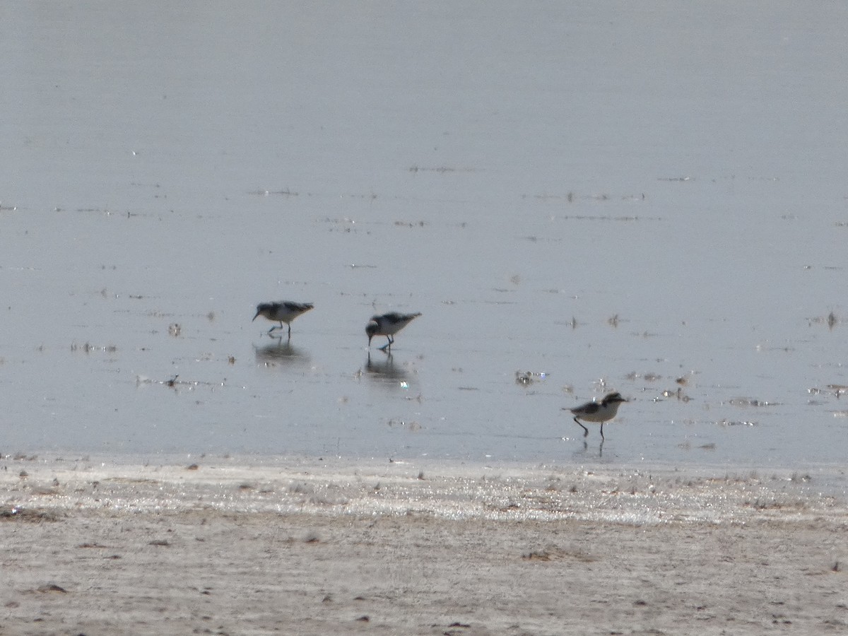 Сүүл элсэг - ML644462699