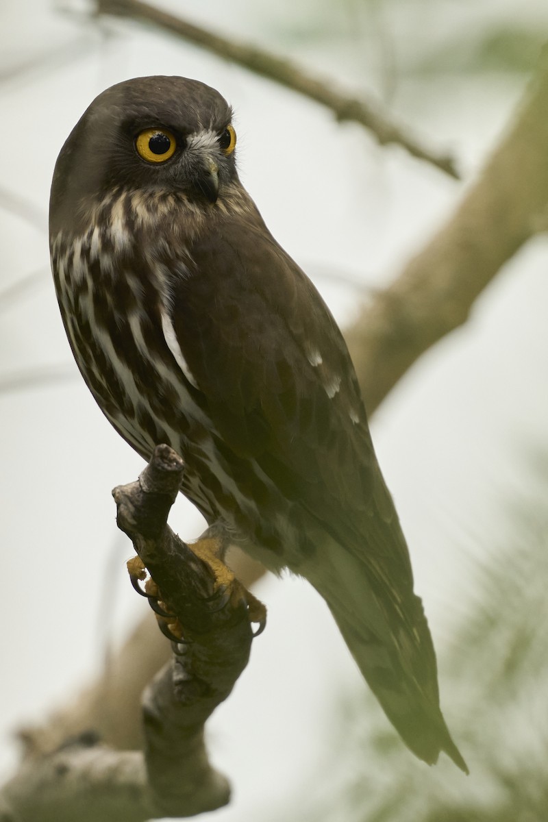 Иглоногая сова - ML644462711