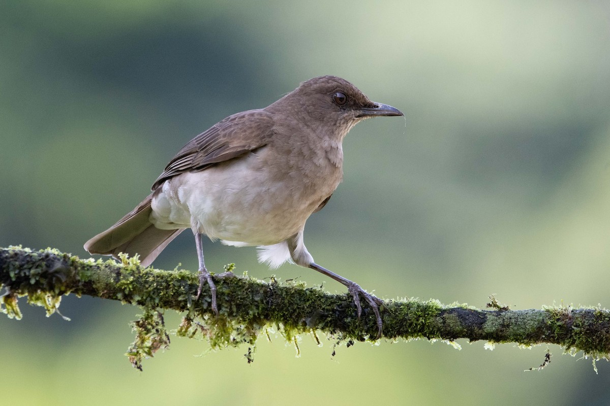 Black-billed Thrush (Drab) - ML644462712