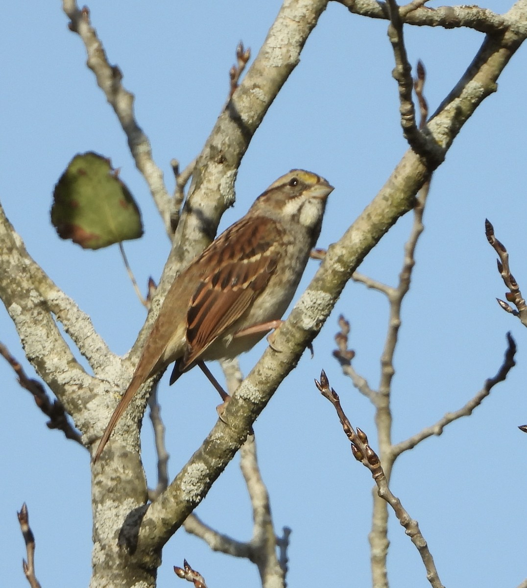 strnadec bělohrdlý - ML644462736