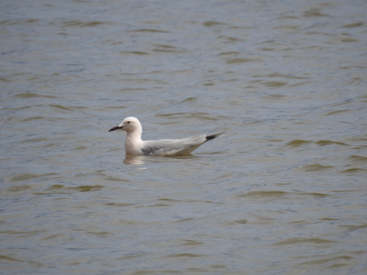 Slender-billed Gull - ML644462737