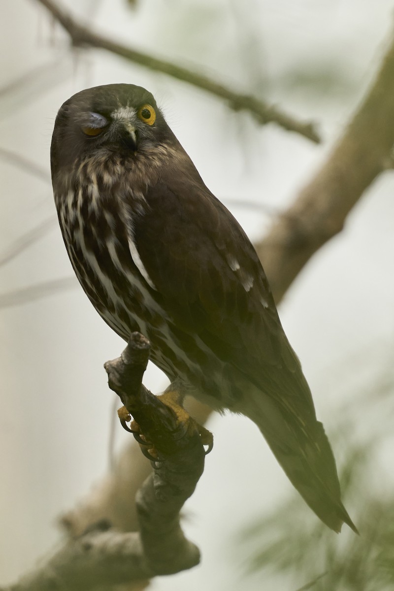 Иглоногая сова - ML644462741