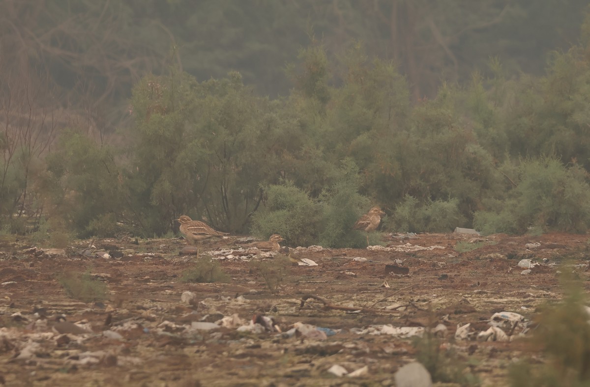 Indian Thick-knee - ML644462745