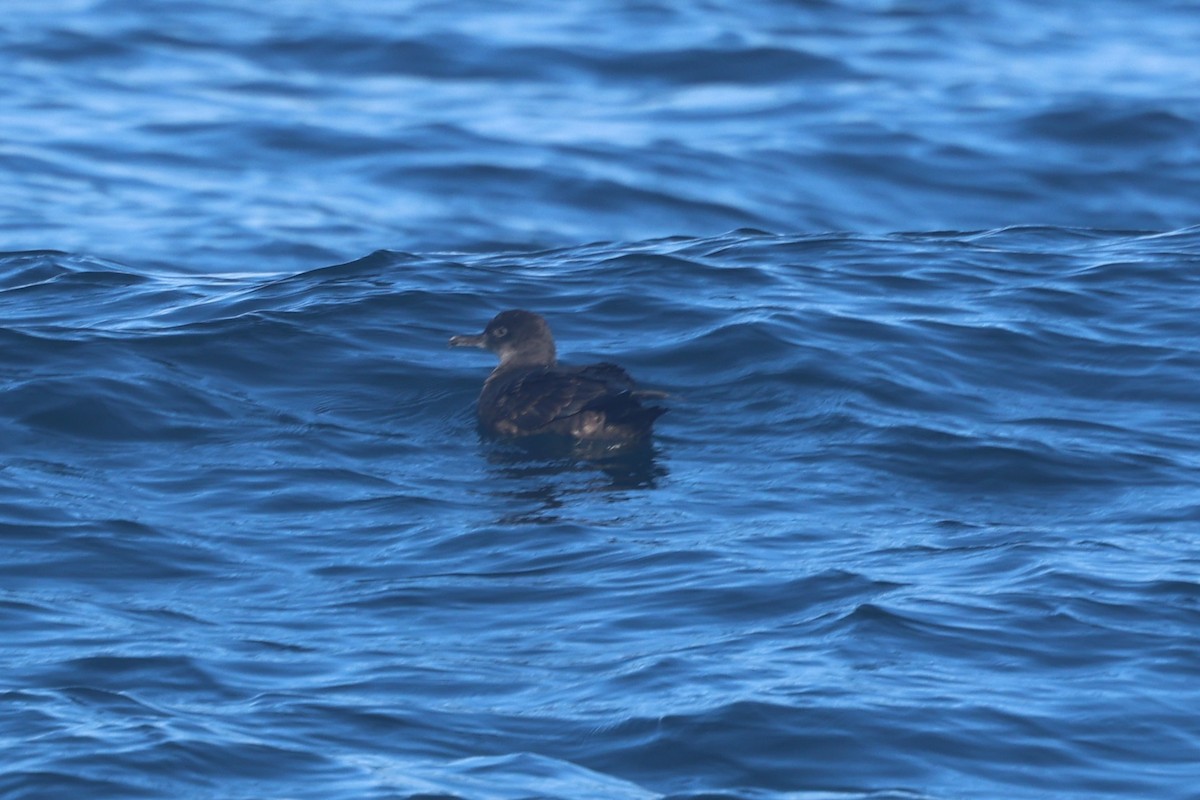 grålire - ML644462750