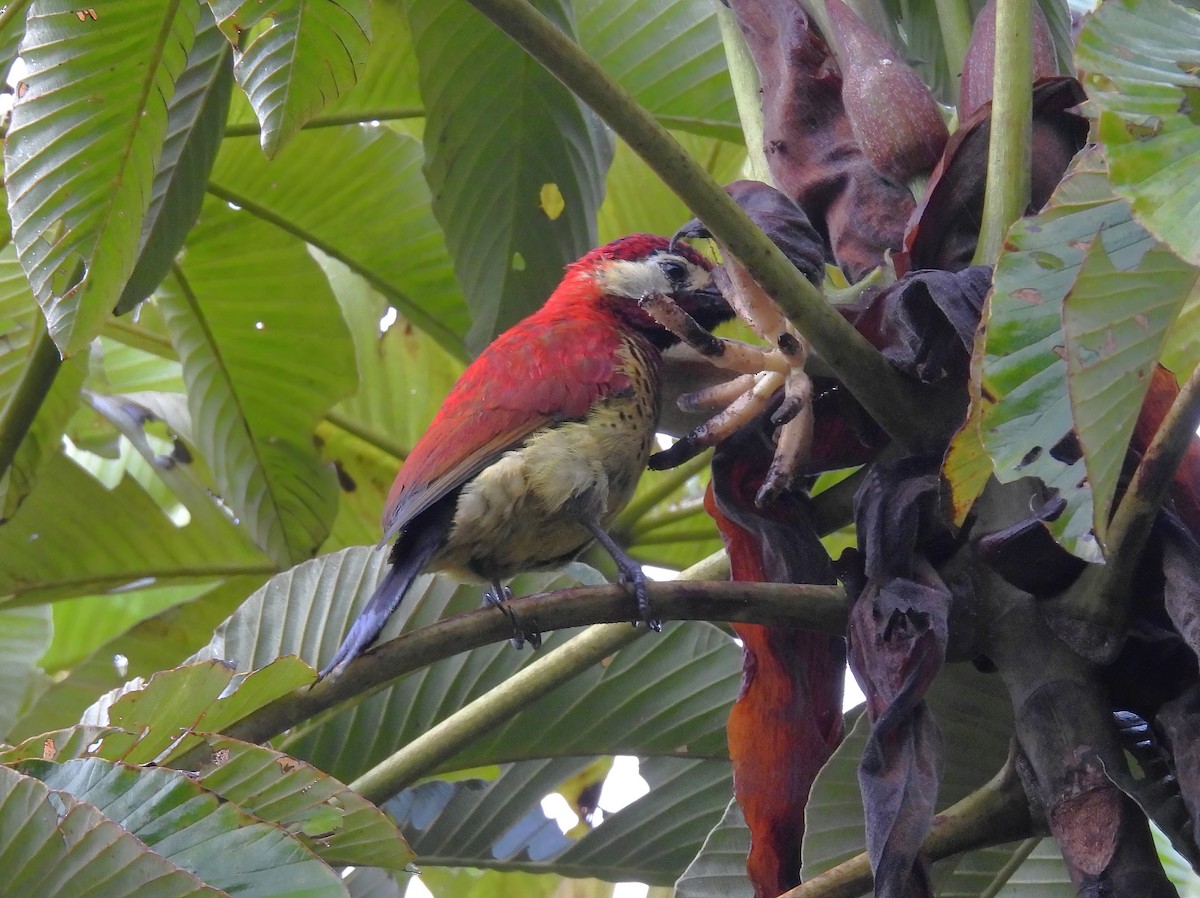 Дятел-смугань червонокрилий - ML644462754