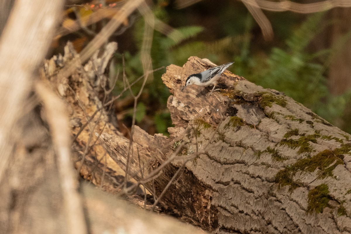 White-breasted Nuthatch - ML644462757