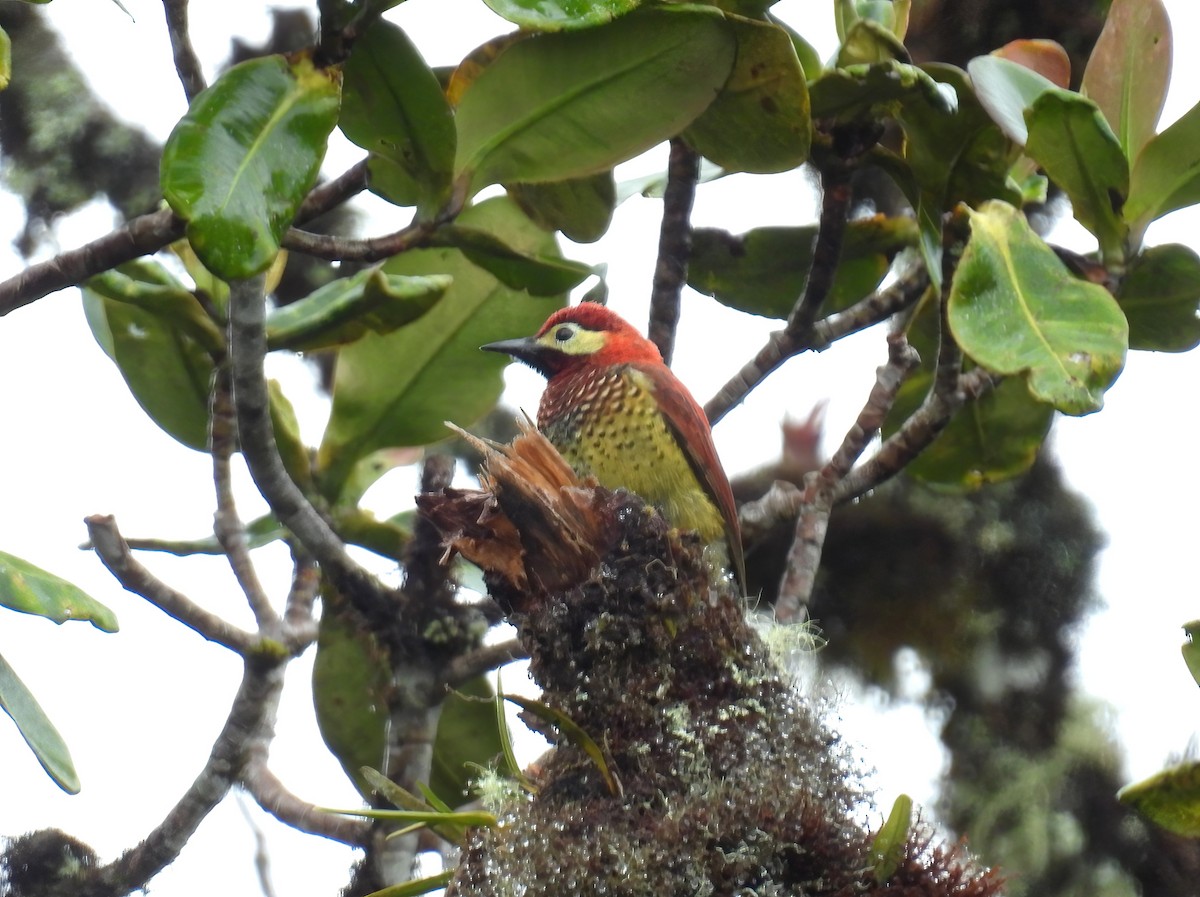 Дятел-смугань червонокрилий - ML644462758