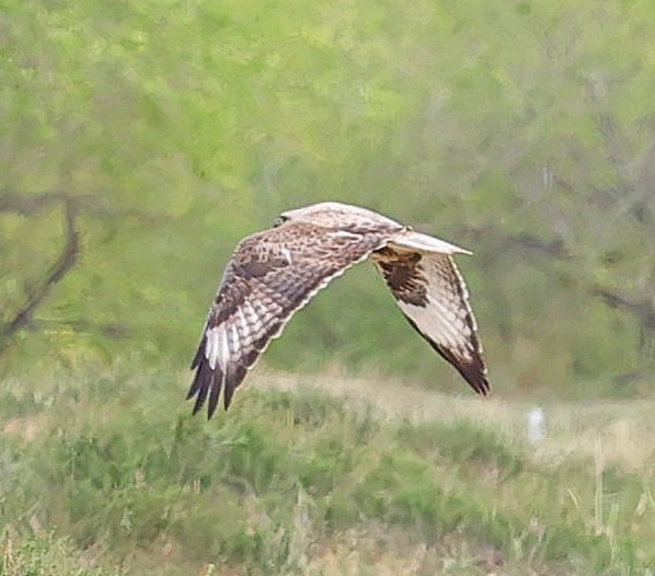 Upland Buzzard - ML644462759