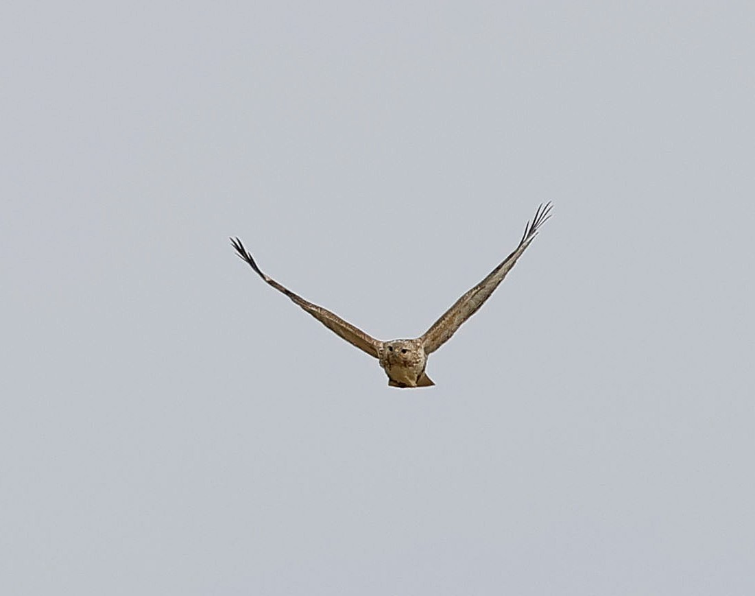Upland Buzzard - ML644462760