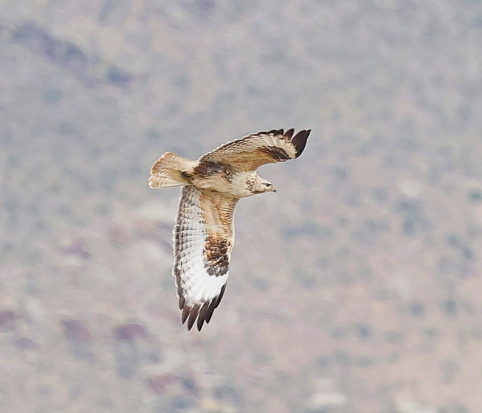 Upland Buzzard - ML644462761