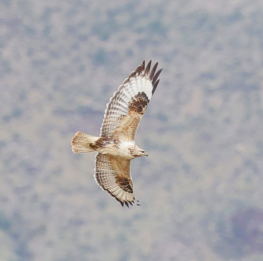 Upland Buzzard - ML644462762
