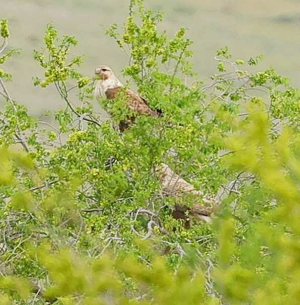 Upland Buzzard - ML644462763