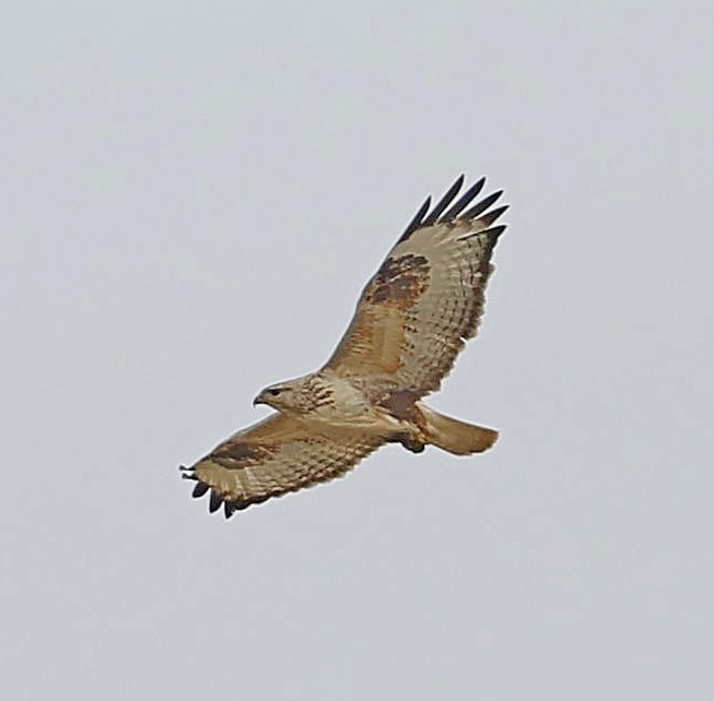 Upland Buzzard - ML644462764