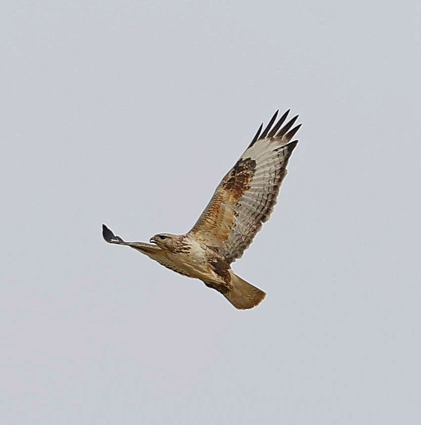 Upland Buzzard - ML644462765