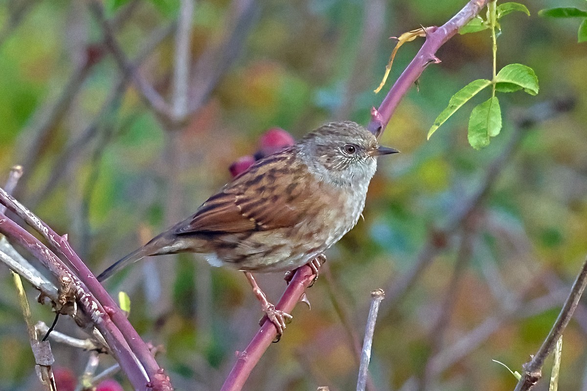 jernspurv - ML644462767