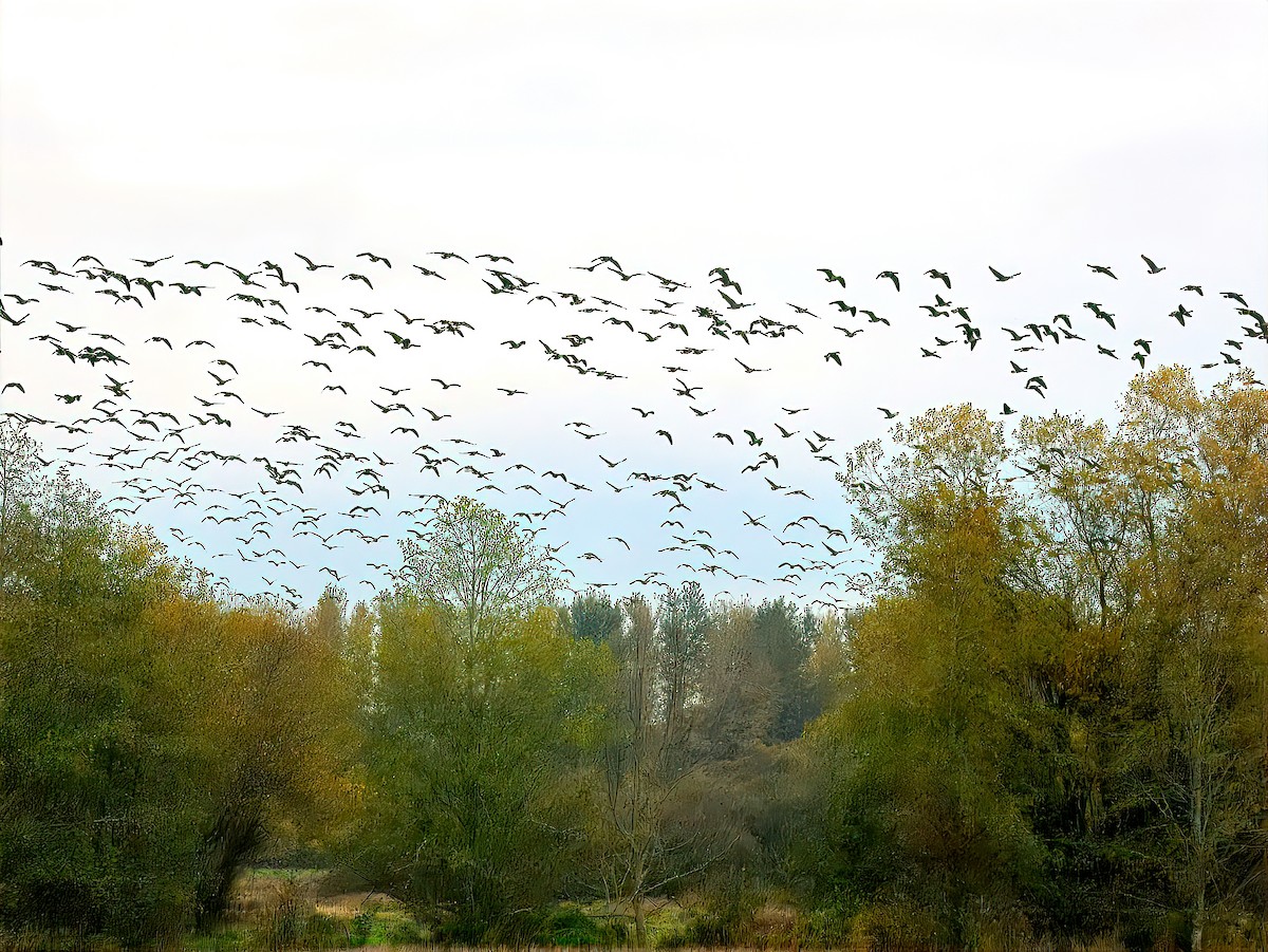Харлаг галуу - ML644462775