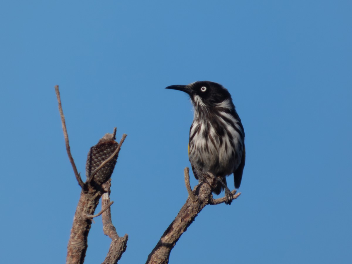 Weißaugen-Honigfresser - ML644462776