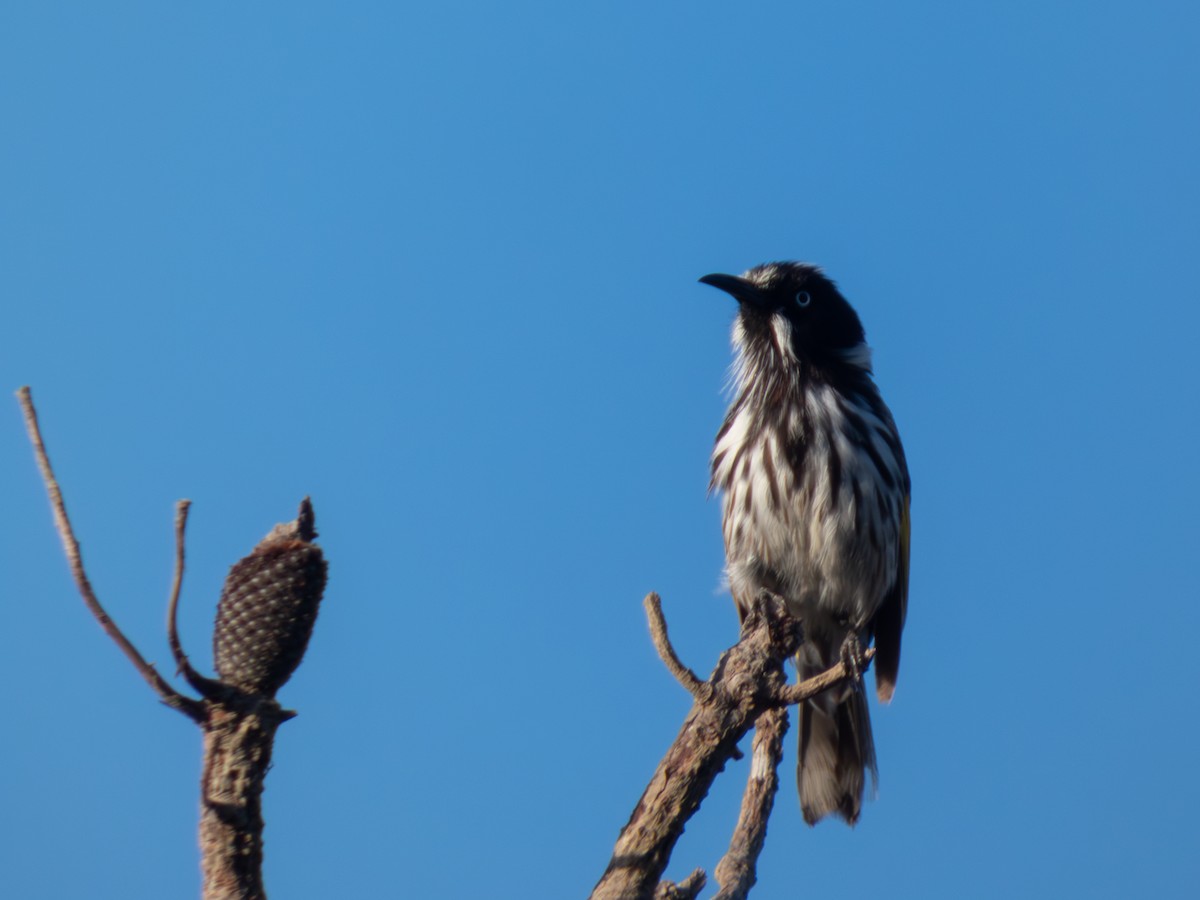 Weißaugen-Honigfresser - ML644462778