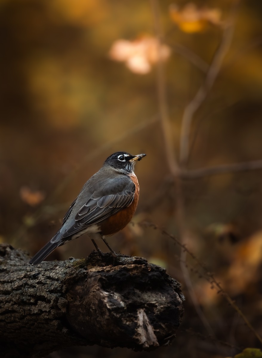 Merle d'Amérique - ML644462785