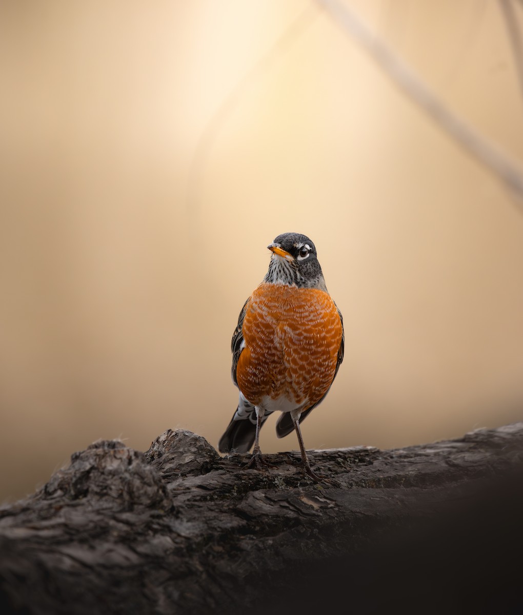 Merle d'Amérique - ML644462786