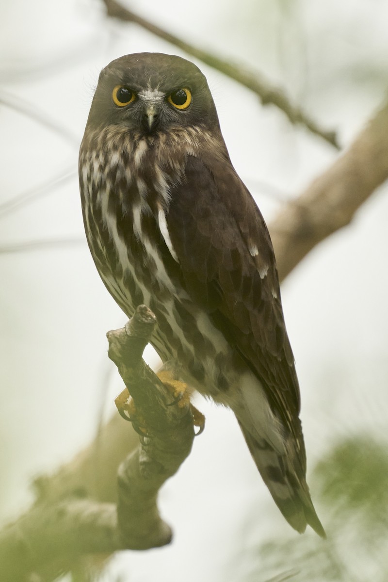 Иглоногая сова - ML644462790