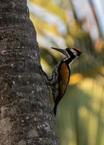 White-naped Woodpecker - ML644462791