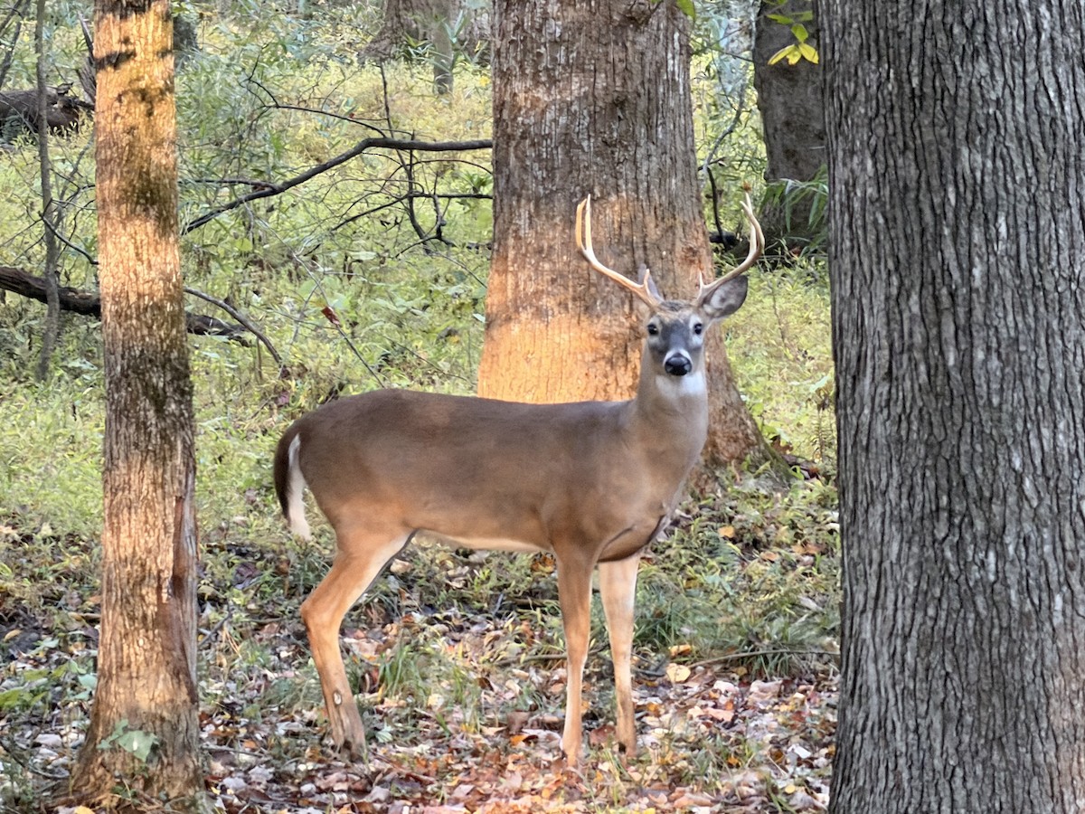 白尾鹿 - ML644462810