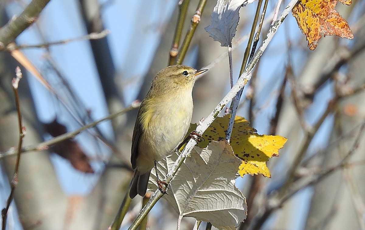 budníček menší - ML644462818