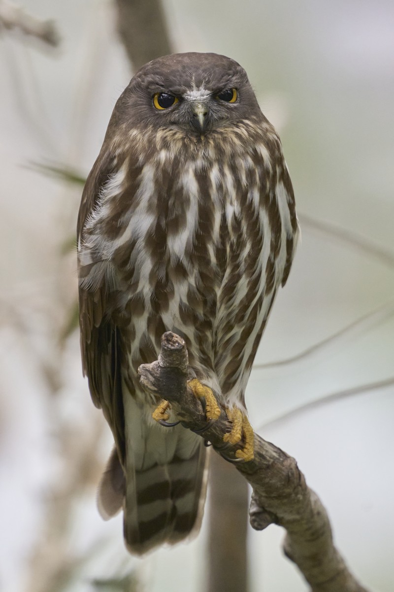 Иглоногая сова - ML644462832