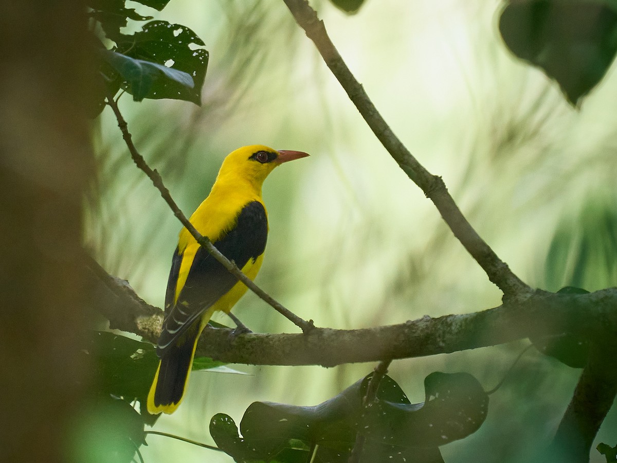 זהבן הודי - ML644462835