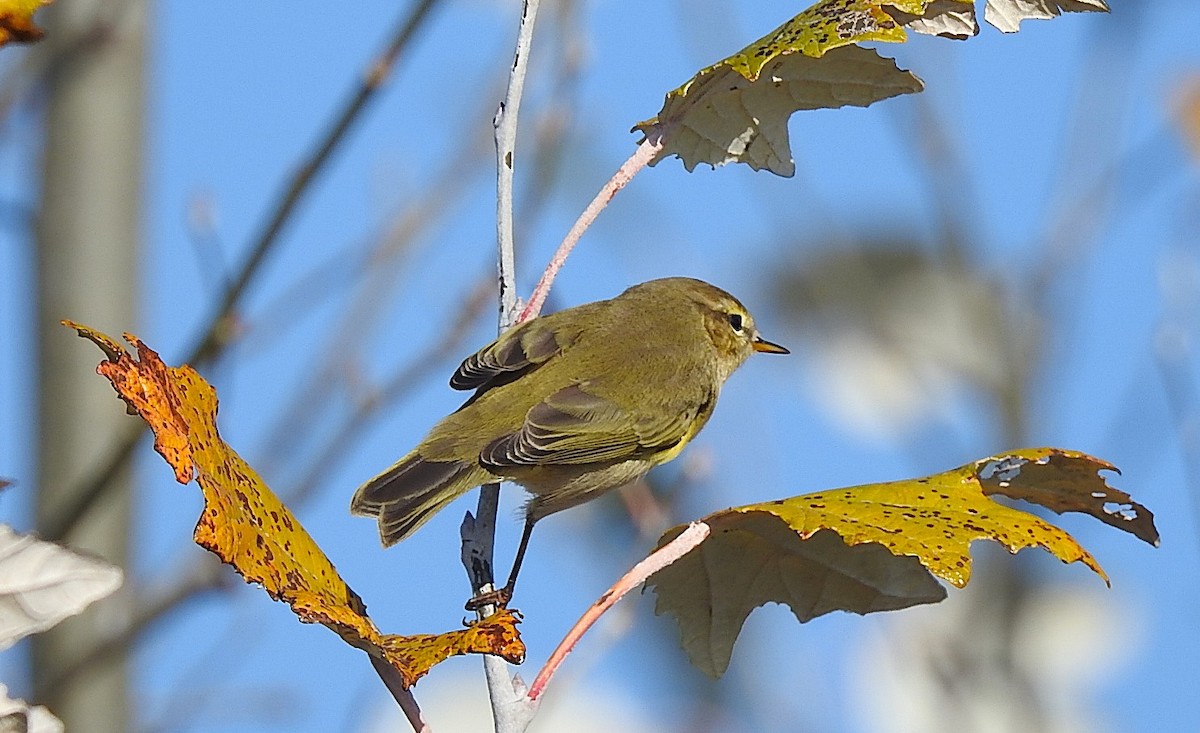 budníček menší - ML644462836