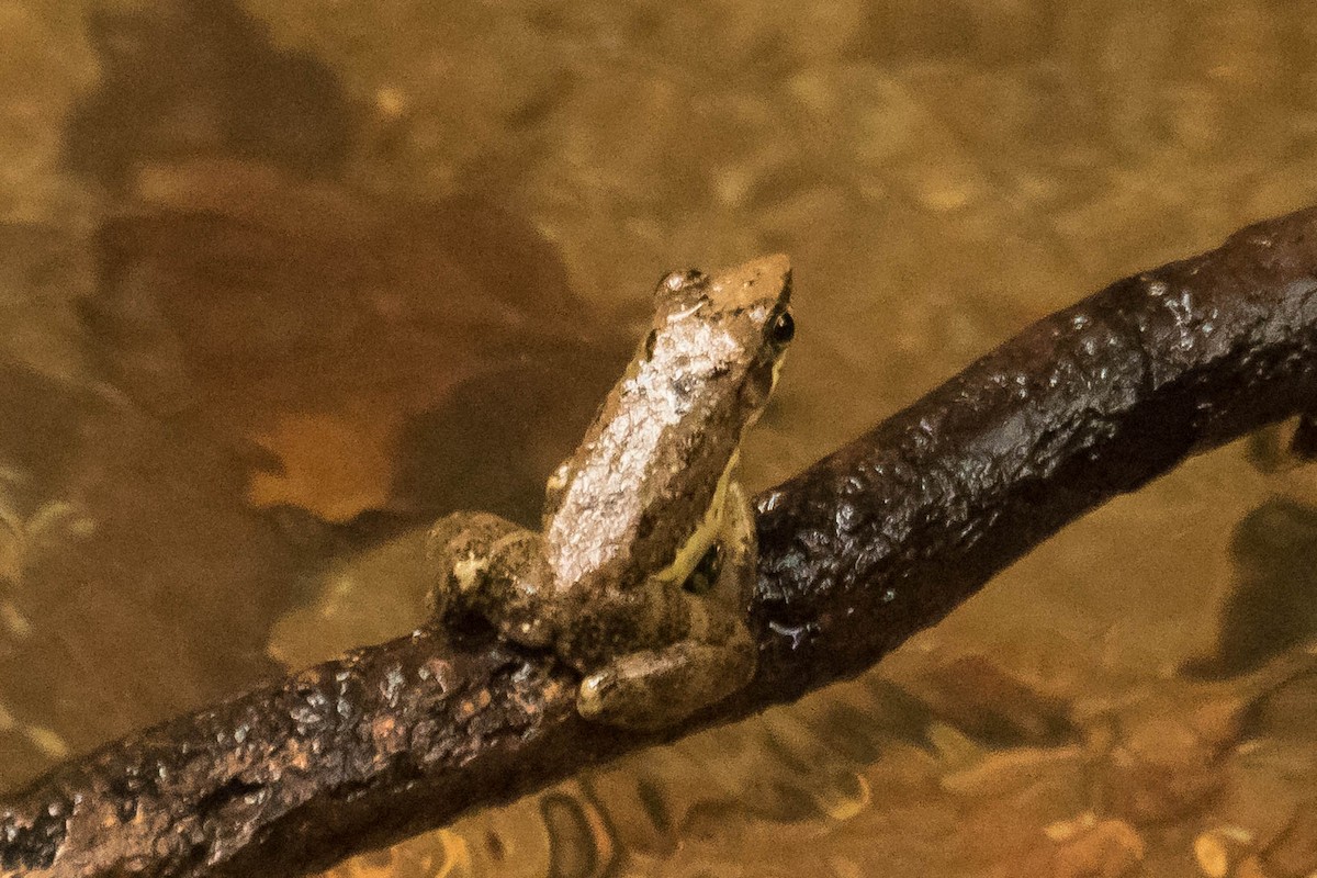 Ivohimanita Madagascar Frog - ML644462854