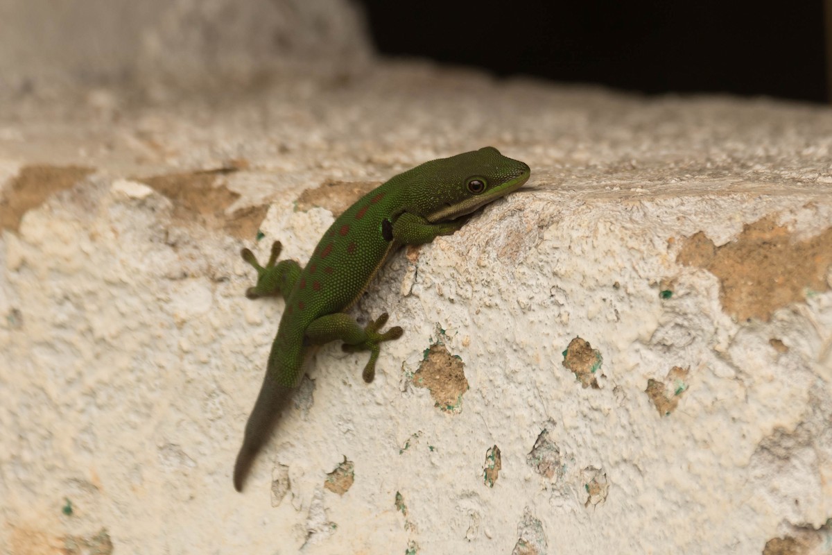 Peacock Day Gecko - ML644462855