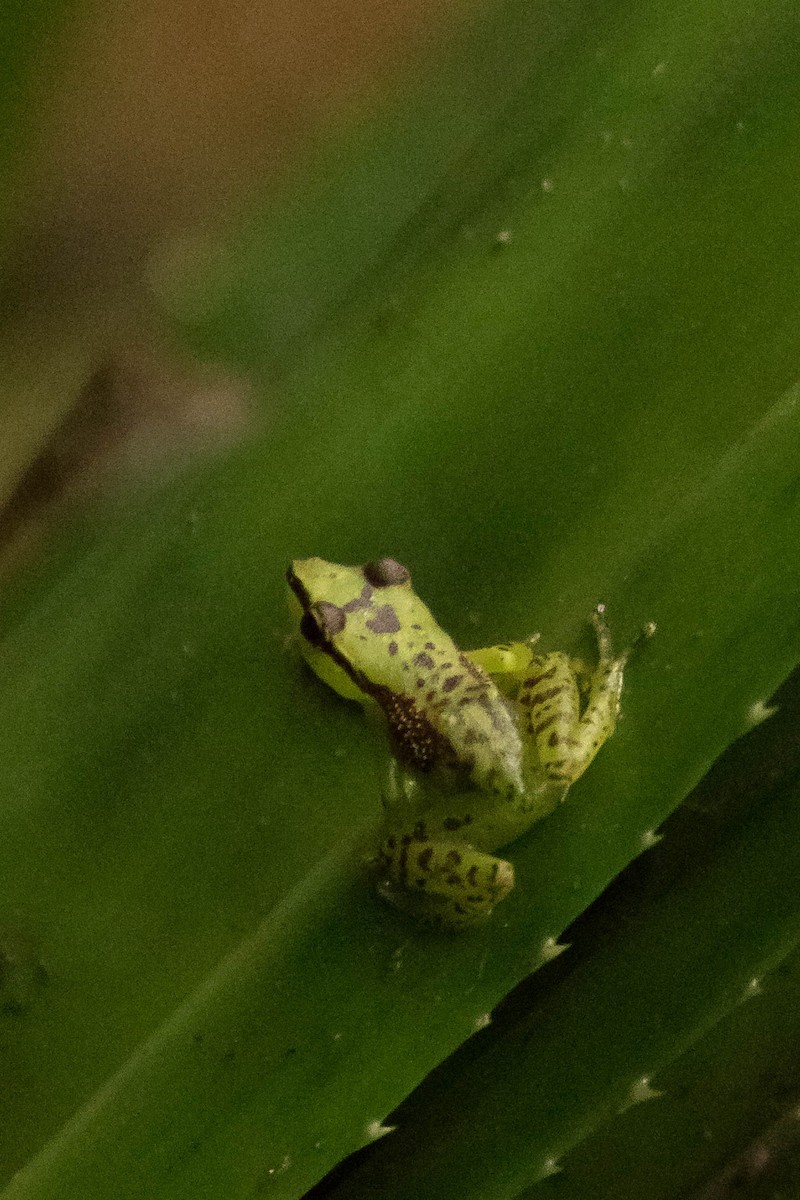 Pandanus Frog - ML644462856